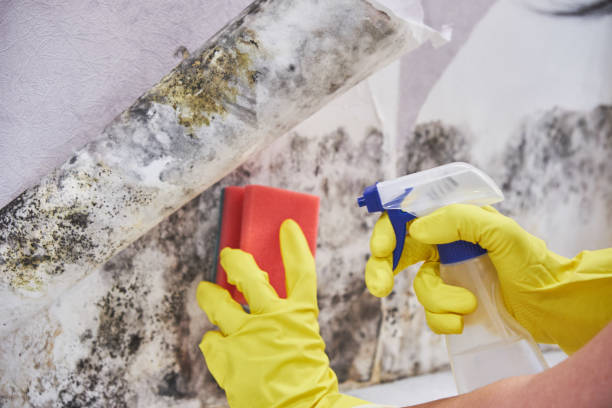 Best Black Mold Removal  in Squaw Valley, CA